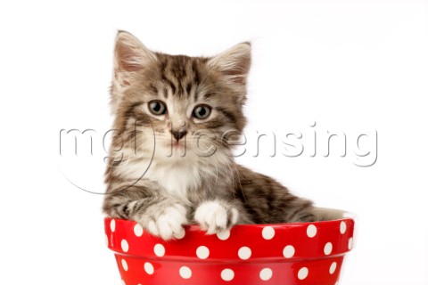 Cat in bowl CK428