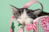 Cat sleeping in bag (CK431)