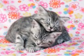Sleeping kittens (CK436)