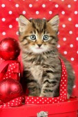 Christmas cat (C574)