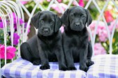 Two Labradors (DP605)