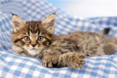 Cat on picnic cloth (CK441)