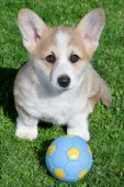 Puppy with ball (DP668)