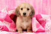Pup under blanket (DP671)