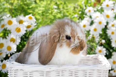 Bunny in white basket EA548