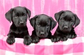 Three black Labrador pups pink (DP691)