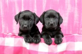 Two black Labrador pups pink (DP692)