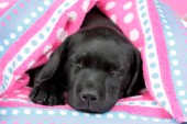 Labrador pup asleep (DP695)