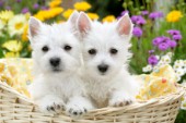 Two white pups in a basket (DP697)
