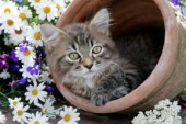 Kitten in pot (CK452)