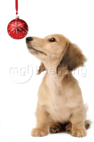 Puppy with red baule C585
