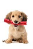 Puppy with Christmas cracker (C586)