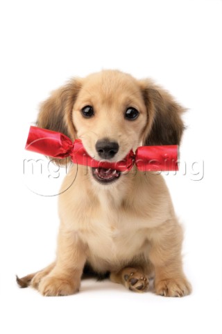 Puppy with Christmas cracker C586