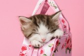 Sleeping kitten in pink handbag (CK468)