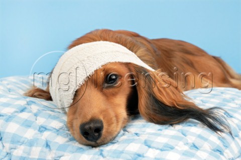 Puppy with bandage DP701