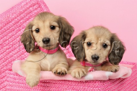Two puppies in pink basket DP702