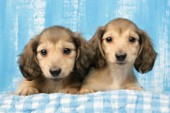 Two puppies on blue gingham (DP706)