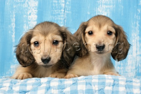 Two puppies on blue gingham DP706