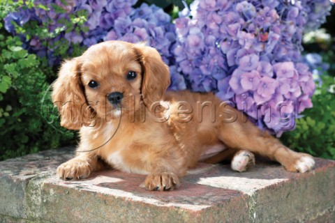 Puppy with purple blossom DP707