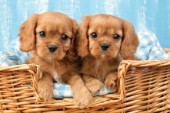 Two puppies in woven basket (DP709)