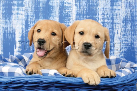 Labrador puppies in blue basket DP711