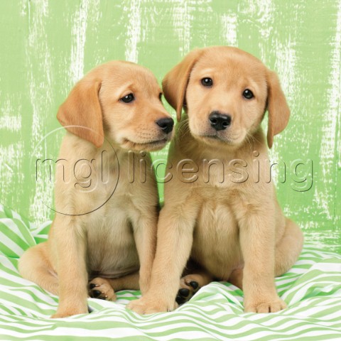 Two Labrador puppies in lime green DP714