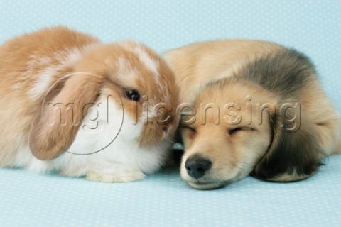 Bunny and puppy DP715