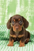Puppy on green gingham (DP718)