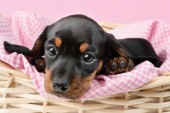 Puppy in pink gingham (DP719)