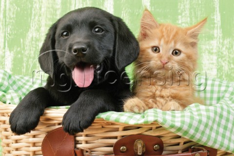 Puppy and kitten in green gingham DP720