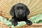 Black Labrador puppy in basket (DP722)