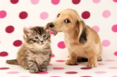 Kitten and puppy on pink polka dots (DP725)