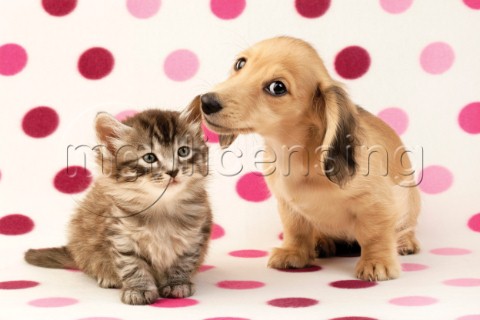 Kitten and puppy on pink polka dots DP725