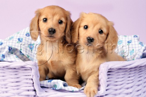 Two puppies in lilac basket DP726