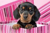 Puppy in pink striped box (DP728)