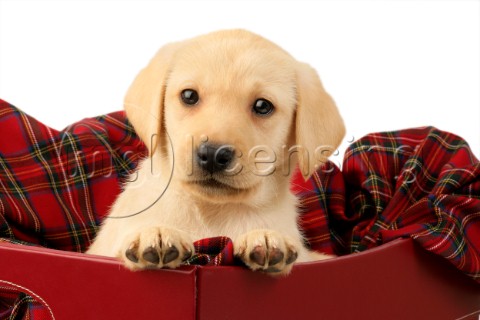 Labrador pup in red tartan DP732