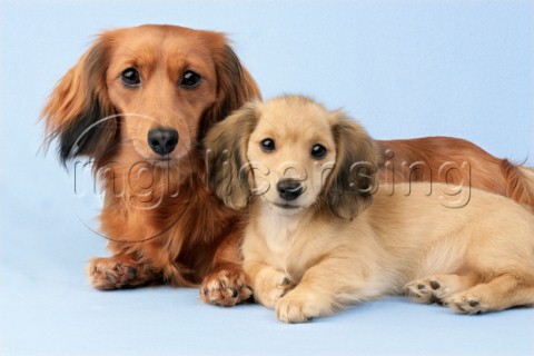 Two cute puppies DP737