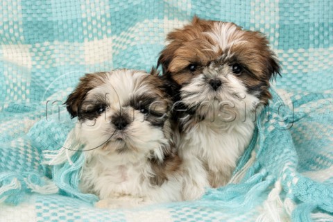 Two puppies in blanket DP741