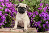 Pug with flowers (DP746)