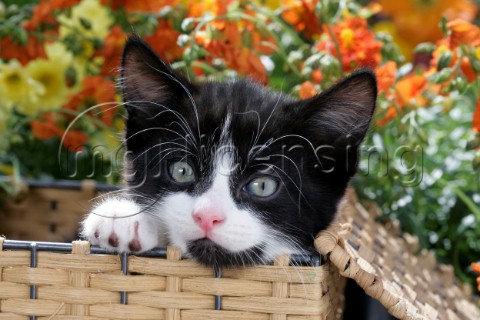 Kitten in Woven Basket CK475