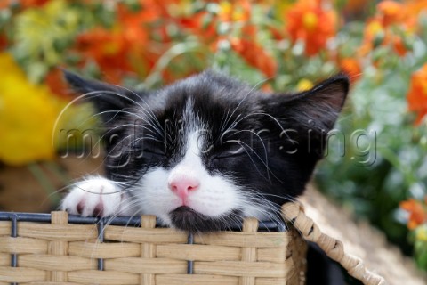 Sleeping Kitten in Woven Basket CK476