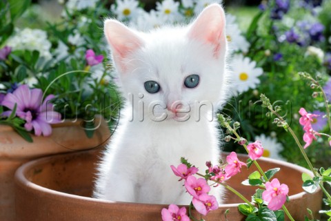 White Kitten in Flowerpot CK477