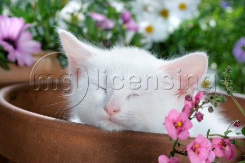 Sleeping Kitten in Flowerpot CK478