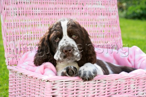 Dog in Pink Woven Basket DP748