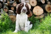 Dog Portrait with Wood Stack (DP750)