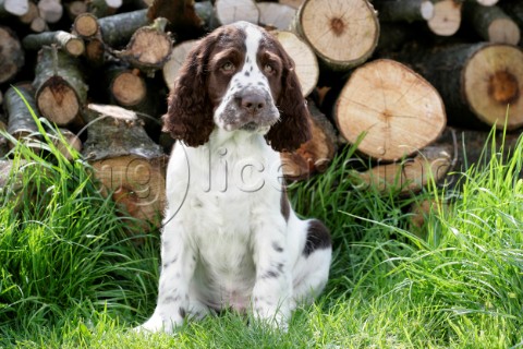 Dog Portrait with Wood Stack DP750