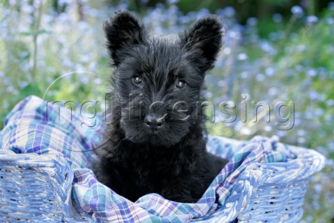 Black Scotty Dog in Lavender DP755
