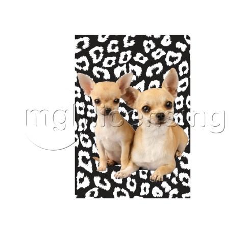 Chihuahuas with animal print