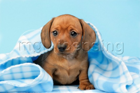 Dachshund Pup in Blue Blanket  DP766