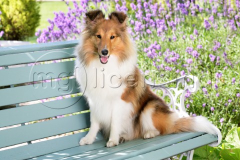 Shetland Dog on Bench DP768